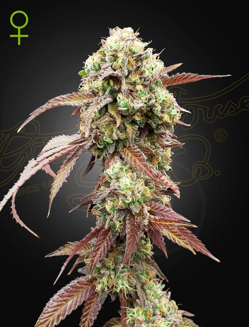 Foto West coast og x gelato 41 auto green house