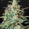Foto White lemon 100% green house
