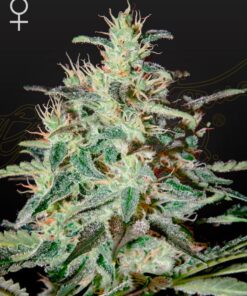 Foto White lemon 100% green house