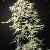 Foto White rhino 100% green house