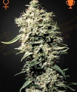 Foto White rhino 100% green house