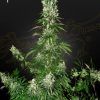Foto White strawberry skunk 100% green house