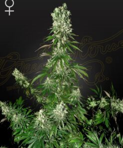 Foto White strawberry skunk 100% green house