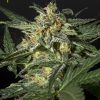 Foto White widow auto green house