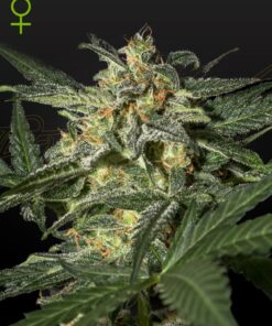 Foto White widow auto green house