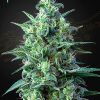 Foto White widow auto cbd green house