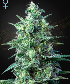 Foto White widow auto cbd green house