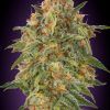 Foto Zkittlez 100% advanced seeds