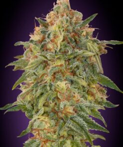 Foto Zkittlez 100% advanced seeds