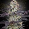 Foto Ztrawberry 100% green house