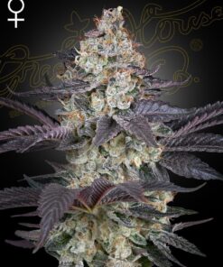Foto Ztrawberry 100% green house