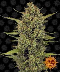 Foto Acapulco gold 100% barney's farm seeds