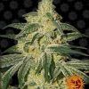 Foto Afghan hash plant regular barney