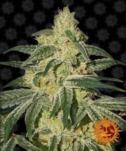 Foto Afghan hash plant regular barney