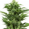 Foto Afghan pearl cbd auto sensi seeds