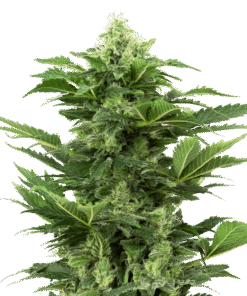 Foto Afghan pearl cbd auto sensi seeds