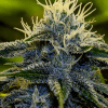 Foto Afghan express positronics