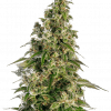 Foto Afghani #1 auto sensi seeds