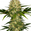 Foto Afghani #1 100% sensi seeds