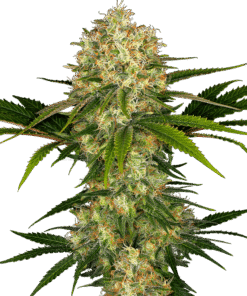 Foto Afghani #1 100% sensi seeds