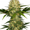 Foto Afghani #1 regular 10 unidades sensi seeds
