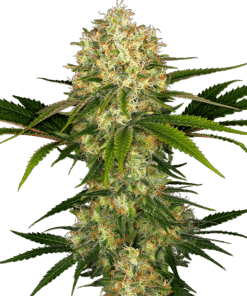 Foto Afghani #1 regular 10 unidades sensi seeds