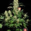 Ak-47 (6) 100% serious seeds