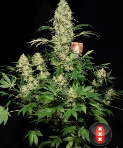 Ak-47 (6) 100% serious seeds