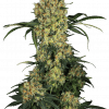 Foto Aloha og feminizada sensi seeds