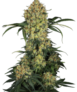 Foto Aloha og feminizada sensi seeds