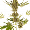Foto Alpine delight cbd sensi seeds