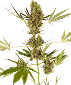 Foto Alpine delight cbd sensi seeds