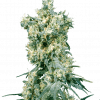Foto American dream regular 10 unidades sensi seeds