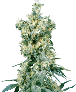 Foto American dream regular 10 unidades sensi seeds