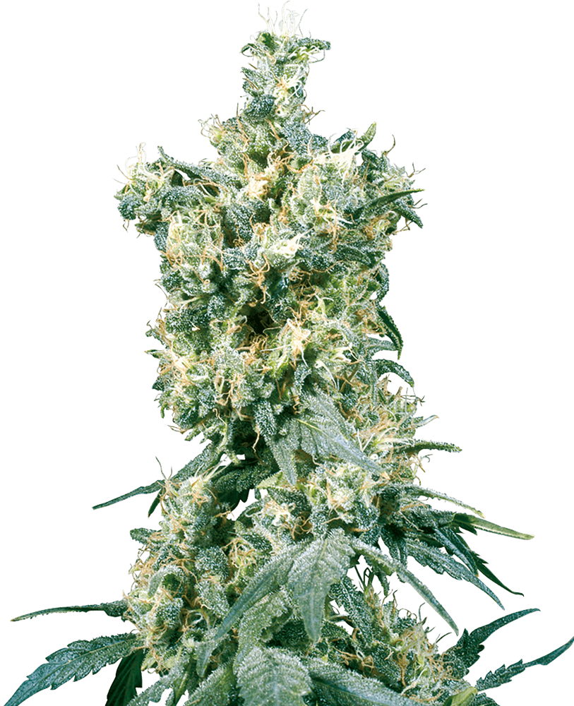 American dream regular 10 unidades sensi seeds Foto American dream regular 10 unidades sensi seeds