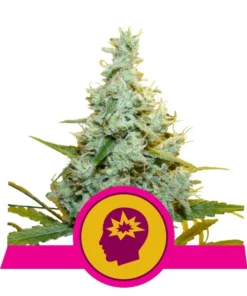 Foto Amg 100% royal queen seeds