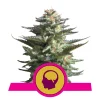 Foto Amnesia haze 100% royal queen seeds