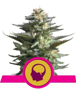 Foto Amnesia haze 100% royal queen seeds
