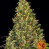 Foto Amnesia haze auto barney’s farm seeds