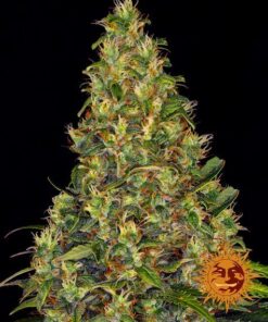 Foto Amnesia haze auto barney’s farm seeds