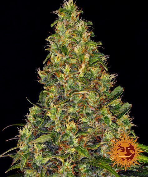 Foto Amnesia haze auto barney’s farm seeds