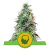 Foto Amnesia haze auto royal queen seeds