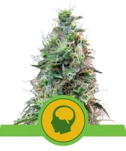 Foto Amnesia haze auto royal queen seeds
