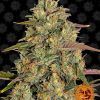 Foto Amnesia lemon 100% barney's farm seeds