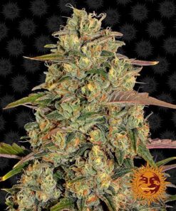 Foto Amnesia lemon 100% barney's farm seeds