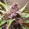 Foto Auto blackberry kush dutch passion