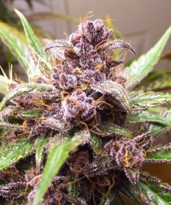 Foto Auto blackberry kush dutch passion