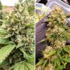 Foto Auto Blueberry dutch passion