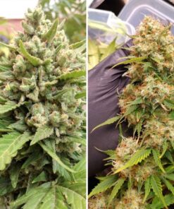 Foto Auto Blueberry dutch passion