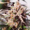 Foto Auto colorado cookies 100% dutch passion